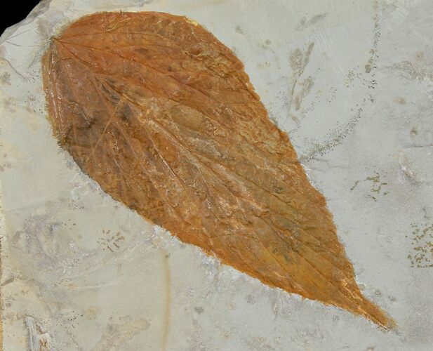 Fossil Hackberry (Celtis) Leaf - Montana #120808